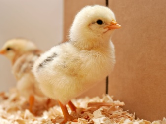 Colored broiler: varieties and recommendations for keeping