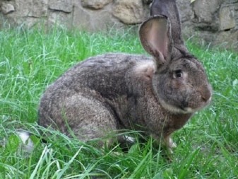 Rabbit Flanders (Belgian giant)