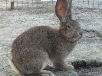 Rabbit Flanders (belgický obr)