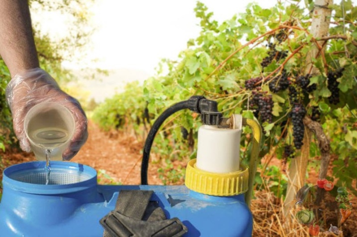 All about the Falcon fungicide for grapes