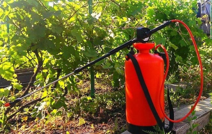 All about the Falcon fungicide for grapes