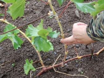 The nuances of caring for grapes in the first year of planting