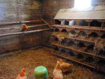Nests with an egg collector for laying hens: features and DIY
