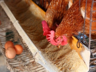 Nests with an egg collector for laying hens: features and DIY