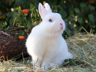 Rabbit Hermelin