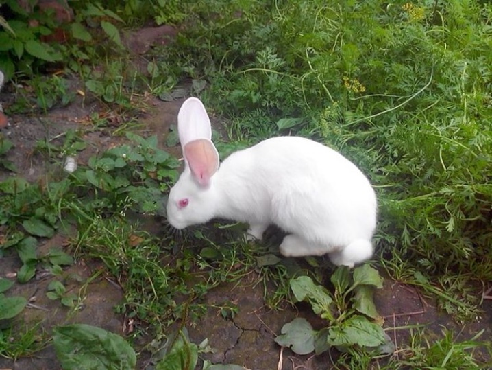 Rabbit white giant