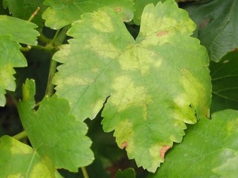 Mengapa bintik-bintik muncul pada daun anggur dan apa yang harus dilakukan?