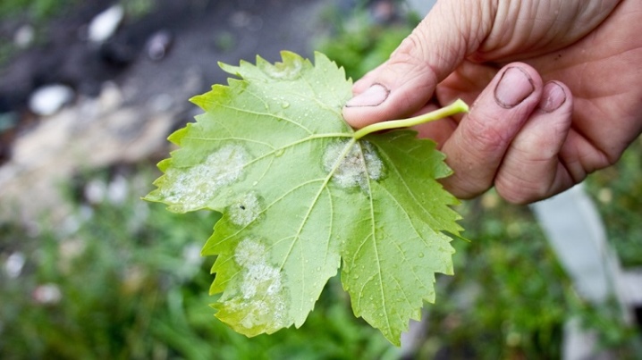 Waarom verschijnen er vlekken op druivenbladeren en wat te doen?