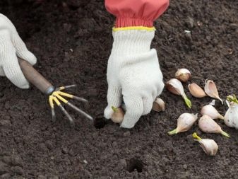 Ajo después de las patatas: los pros y los contras de plantar
