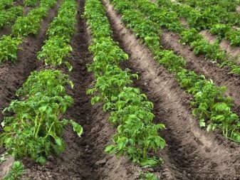 Ajo después de las patatas: los pros y los contras de plantar