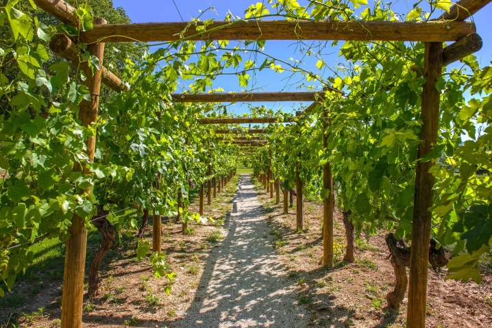What are grape trellises and how to install them?