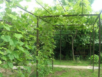What are grape trellises and how to install them?