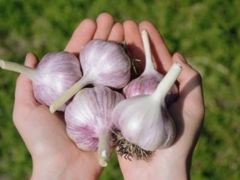 Care este diferența dintre usturoiul de primăvară și cel de iarnă?