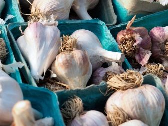 Qual è la differenza tra aglio primaverile e invernale?