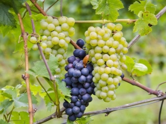 What and how to spray grapes?