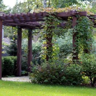 What is a pergola for grapes and what is it like?