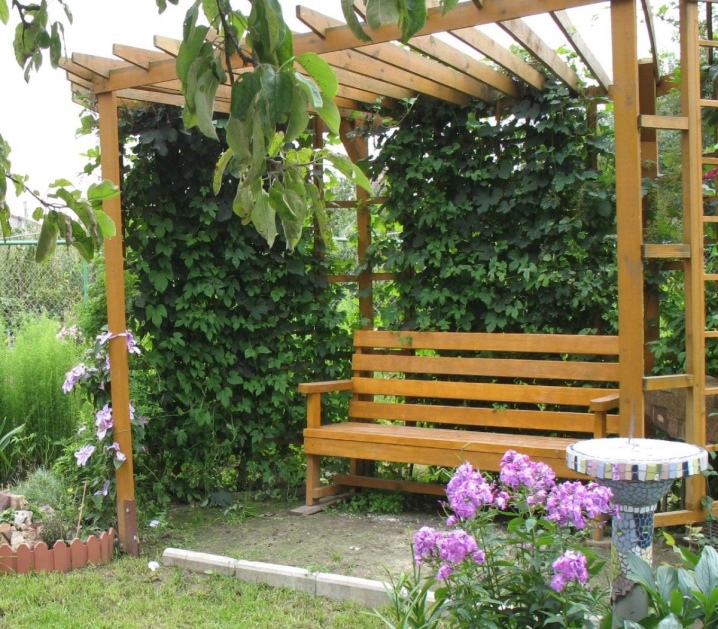 What is a pergola for grapes and what is it like?