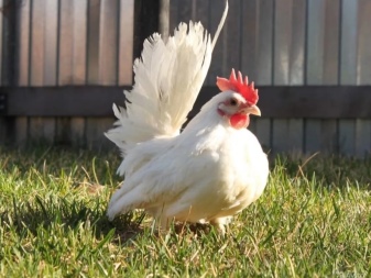 Beyaz tavuk ırkları: özellikleri, çeşitleri, seçimi, bakımı
