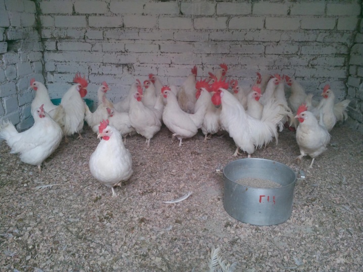 Hvide racer af kyllinger: egenskaber, typer, valg, pleje