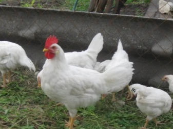 Baka putih ayam: ciri, jenis, pilihan, penjagaan