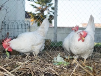 Hvite raser av kyllinger: egenskaper, typer, valg, omsorg