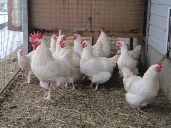 سلالات الدجاج الأبيض: الخصائص والأنواع والاختيار والرعاية