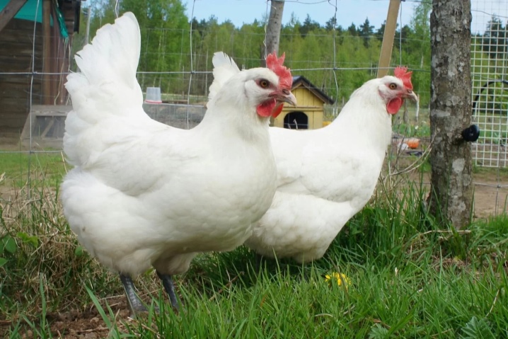 Baka putih ayam: ciri, jenis, pilihan, penjagaan