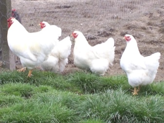 سلالات الدجاج الأبيض: الخصائص والأنواع والاختيار والرعاية