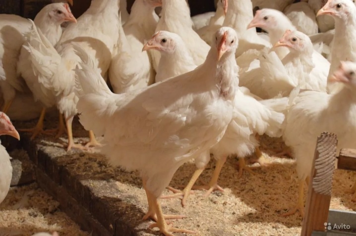 Λευκές ράτσες κοτόπουλων: χαρακτηριστικά, τύποι, επιλογή, φροντίδα