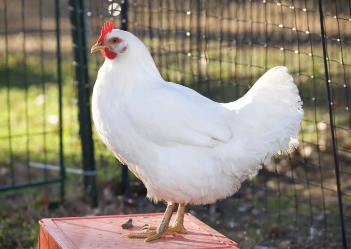 White breeds of chickens: characteristics, types, choice, care
