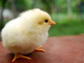 Razas blancas de pollos: características, tipos, elección, cuidados.