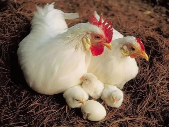 Hvite raser av kyllinger: egenskaper, typer, valg, omsorg