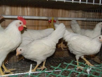 Vita raser av kycklingar: egenskaper, typer, val, vård
