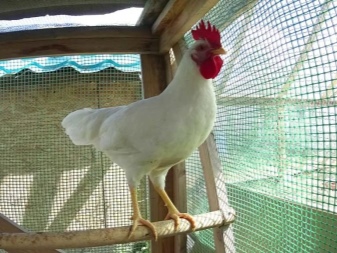 Hvide racer af kyllinger: egenskaber, typer, valg, pleje