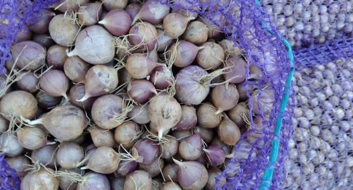 All about single-toothed garlic