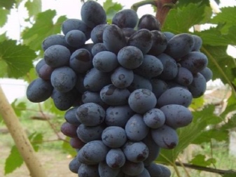 Why do grapes burst and can the problem be fixed?