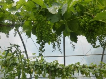 Greenhouse for grapes: types and their features