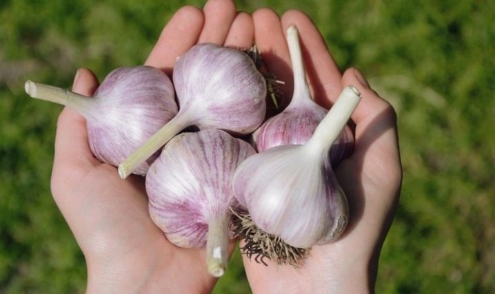 Bagaimana untuk menyediakan bawang putih untuk penanaman?