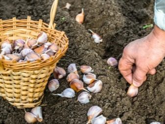 Cum se prepară usturoiul pentru plantare?