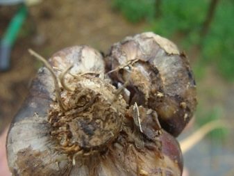Ce se poate planta după usturoi?