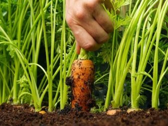 Apa yang boleh ditanam selepas bawang putih?