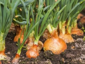 What can be planted after garlic?