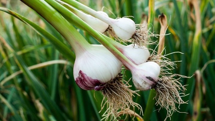 What can be planted after garlic?