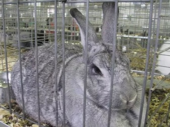 Rabbit Gray Giant