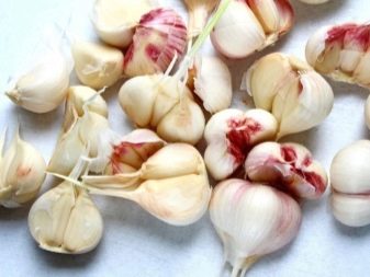 Come preparare l'aglio per la semina in autunno?