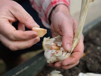 How to prepare garlic for planting in the fall?