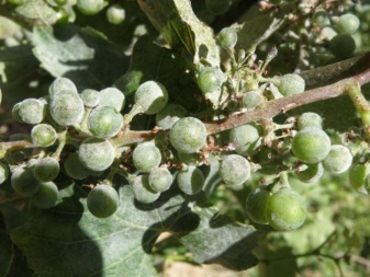 Mildew and oidium on grapes: causes and control measures