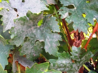 Mildew and oidium on grapes: causes and control measures
