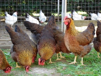 Berapa lama ayam jantan dan ayam betina hidup?