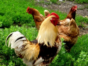 鶏と鶏はどれくらい生きますか?